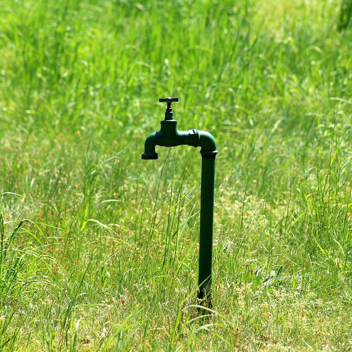 Cambio climático en tu jardín: cómo influir positivamente en él Cambio climático en tu jardín: cómo influir positivamente en él