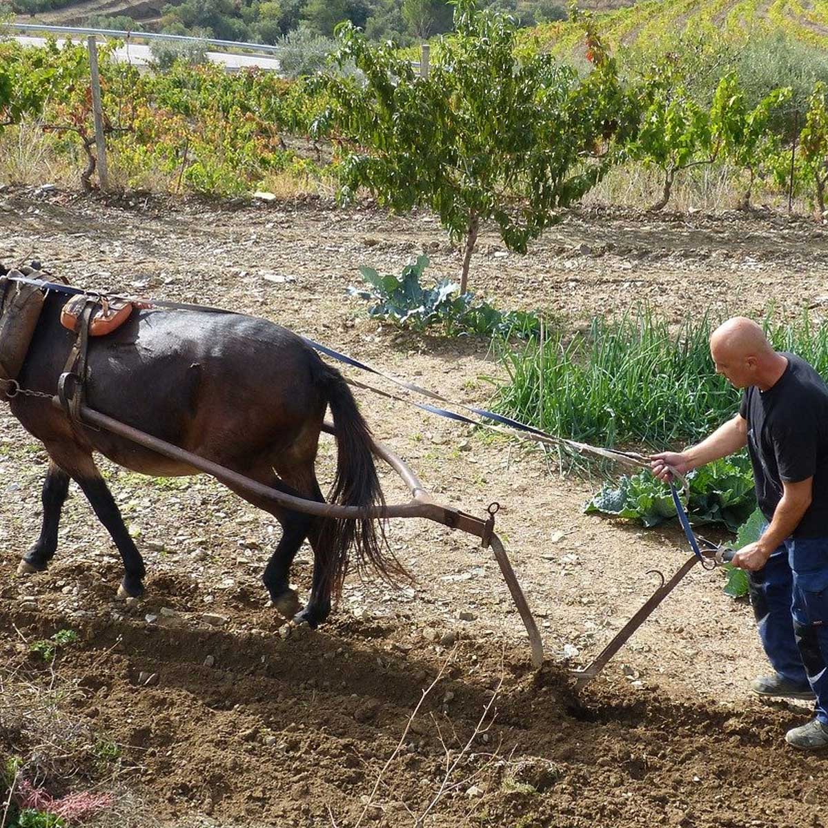 Revolución climática en tu jardín: cómo influir positivamente en él Revolución climática en tu jardín: cómo influir positivamente en él