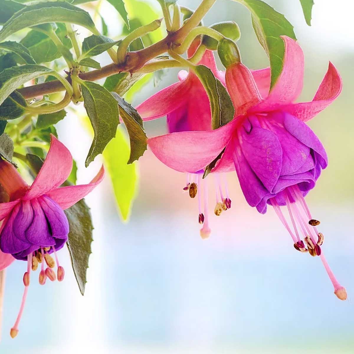 Jardines en primavera: Qué sembrar, cuidados y recomendaciones Jardines en primavera: Qué sembrar, cuidados y recomendaciones