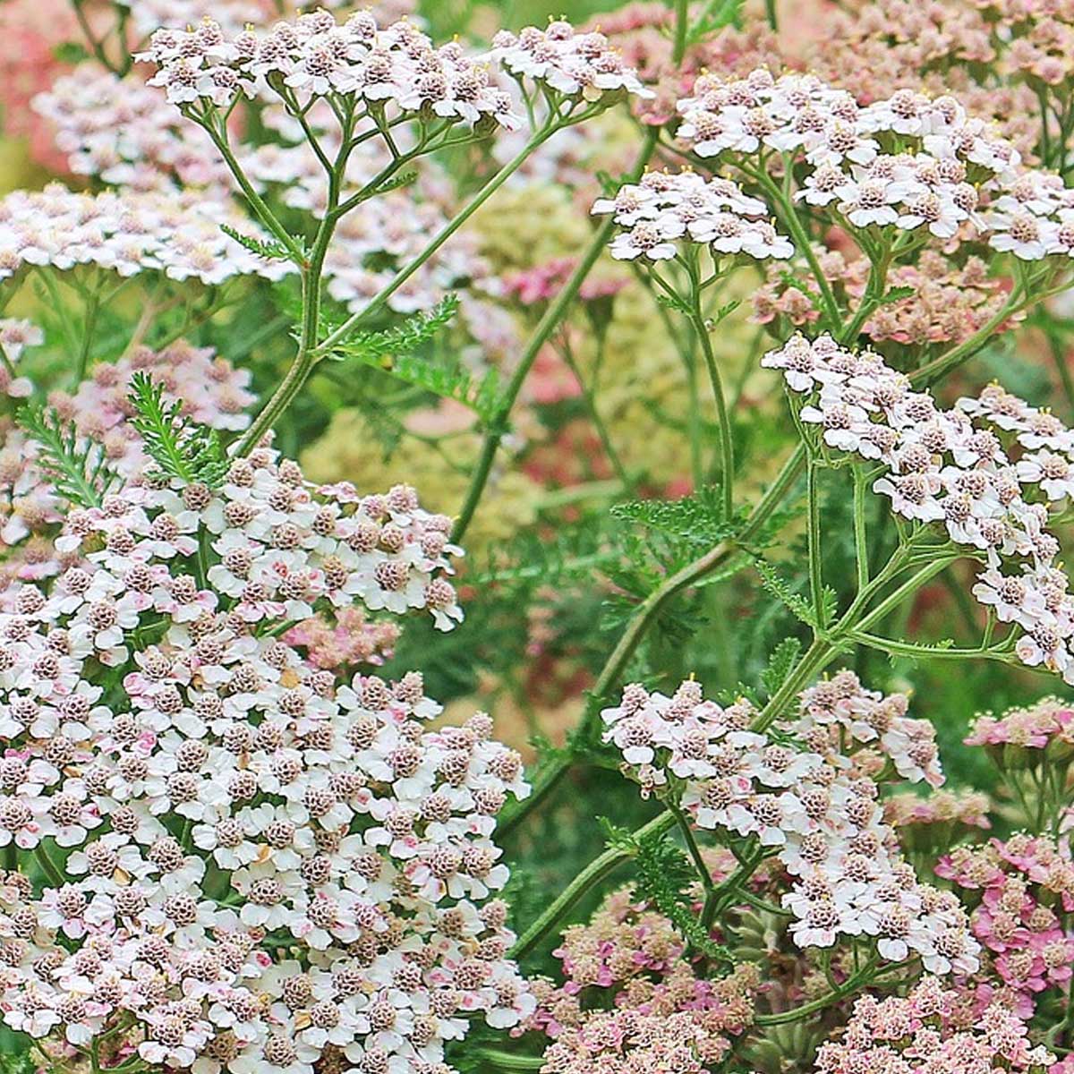 Jardines en primavera: Qué sembrar, cuidados y recomendaciones Jardines en primavera: Qué sembrar, cuidados y recomendaciones