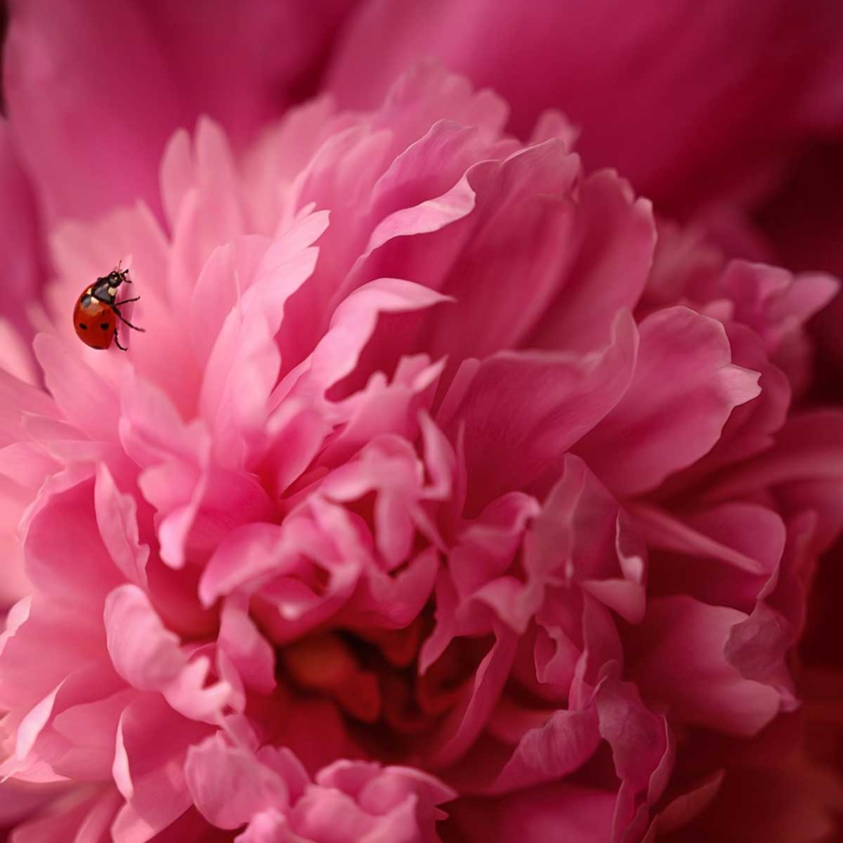Jardines en primavera: Qué sembrar, cuidados y recomendaciones Jardines en primavera: Qué sembrar, cuidados y recomendaciones
