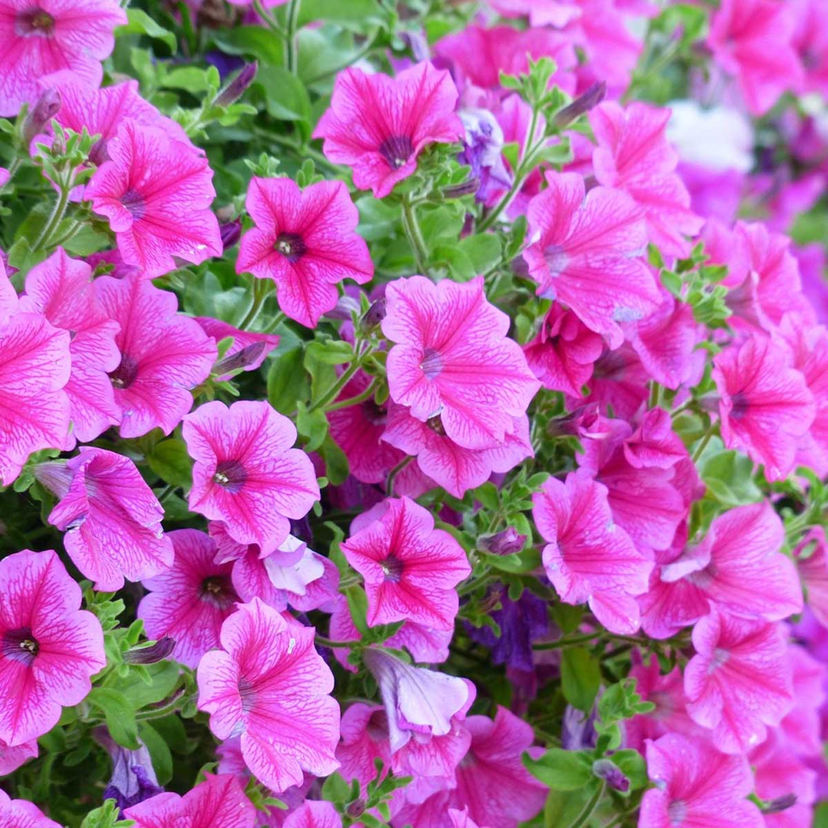 Plantas primaverales y jardinería - Petunia Plantas primaverales y jardinería - Petunia