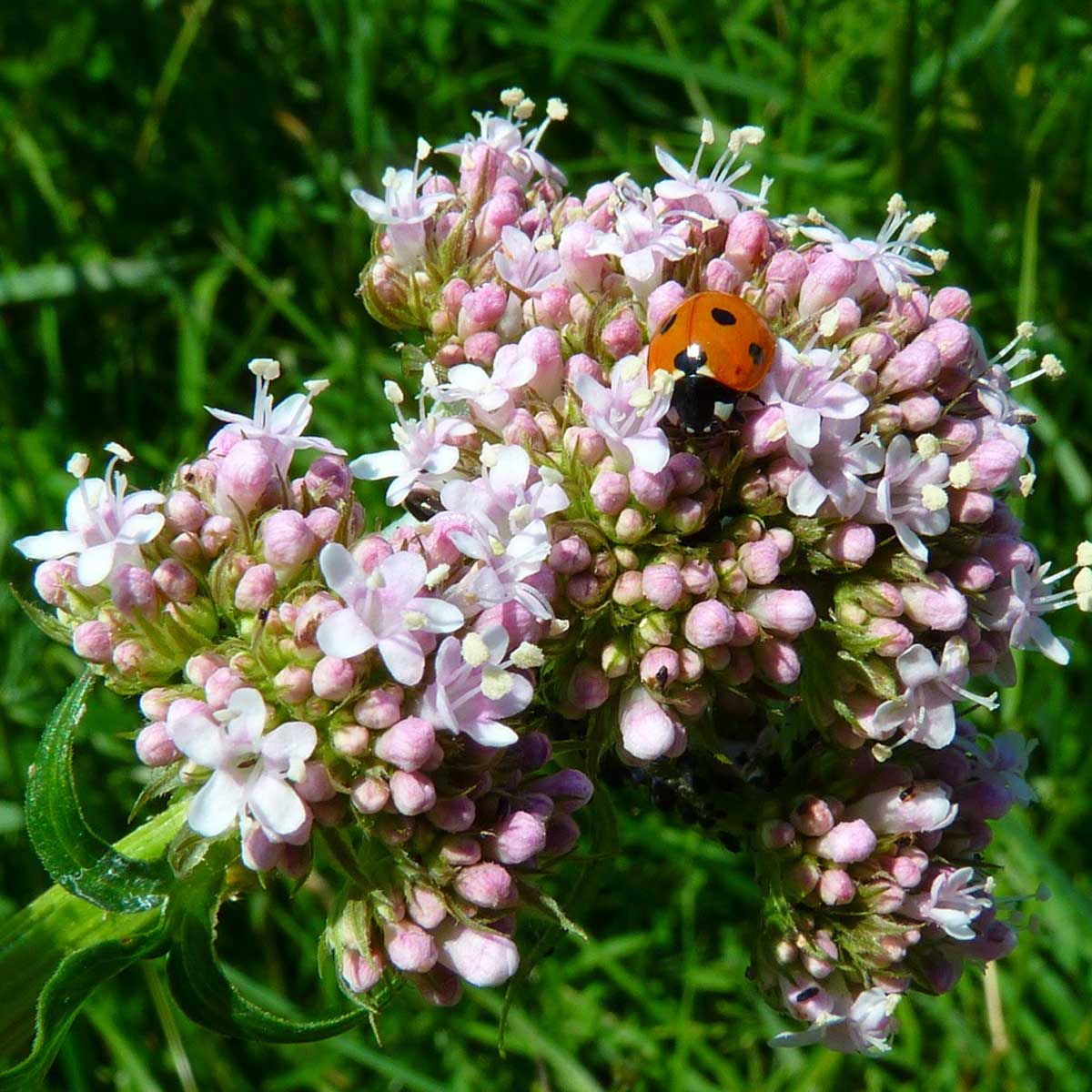 Plantas primaverales y jardinería - Valeriana Plantas primaverales y jardinería - Valeriana