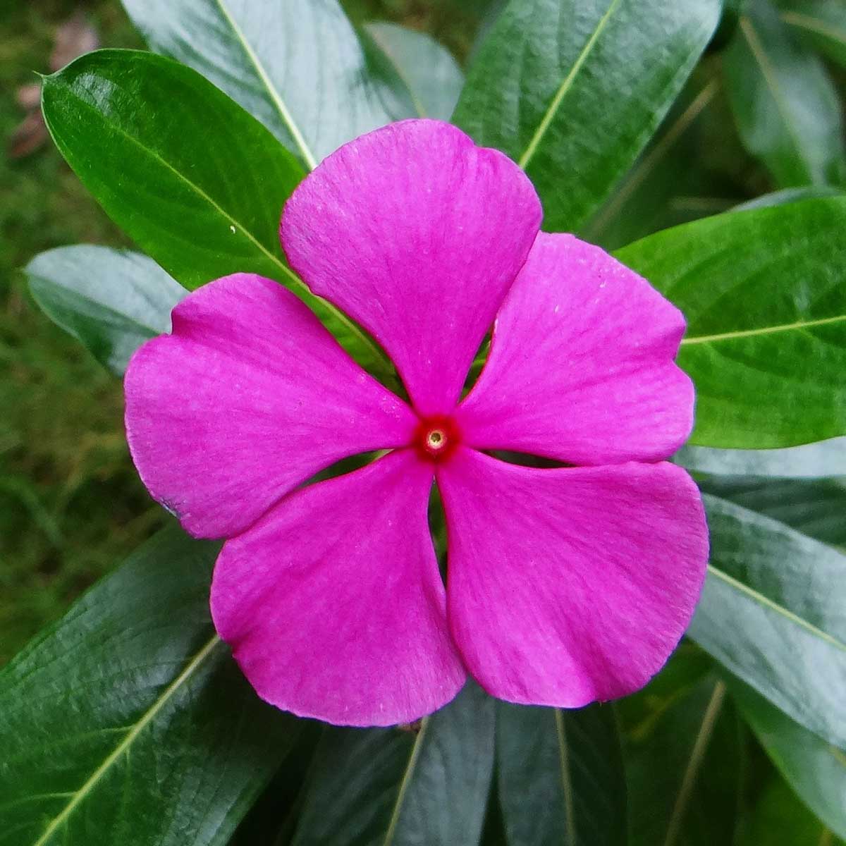Plantas primaverales y jardinería - Vinca rosa Plantas primaverales y jardinería - Vinca rosa