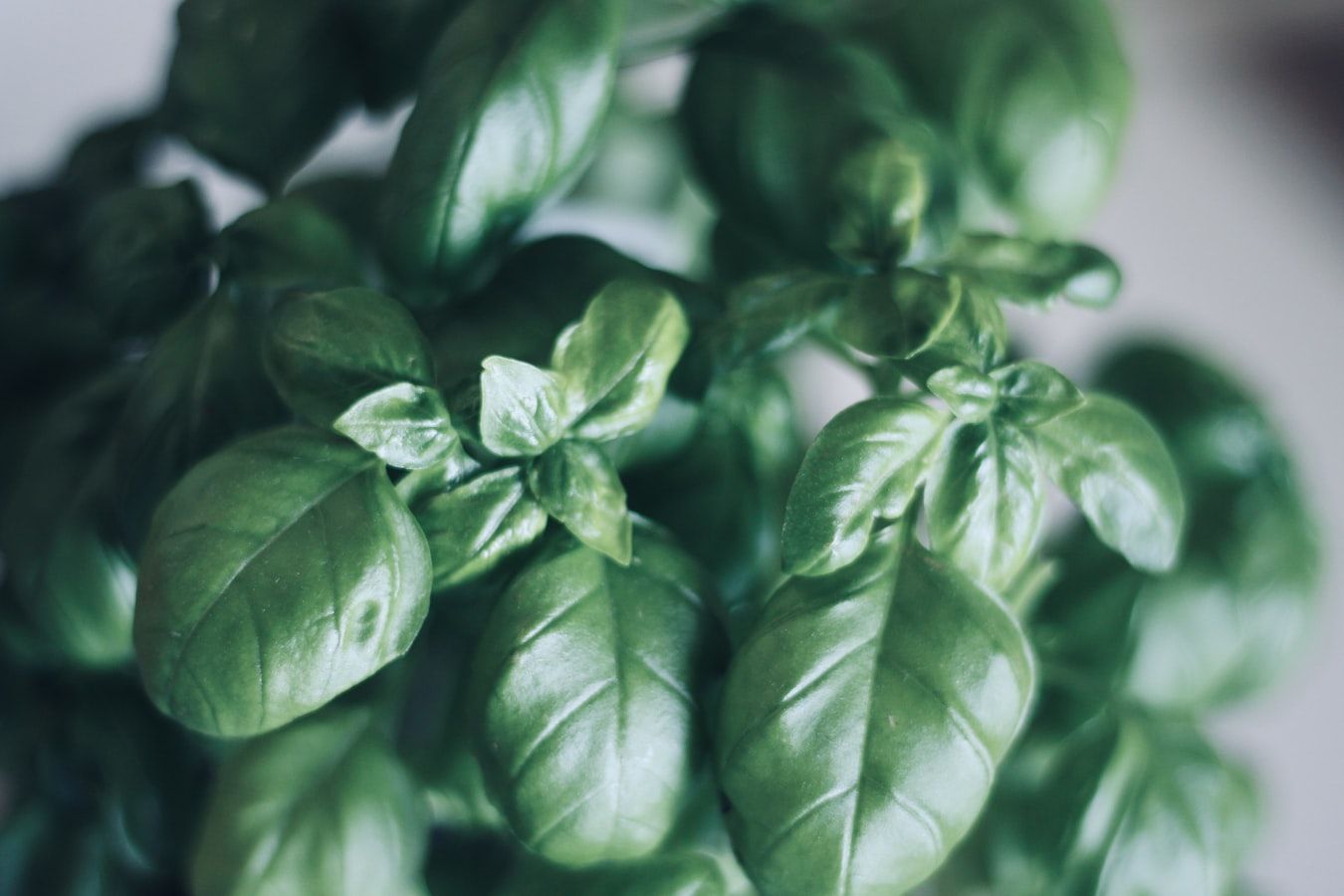 Albahaca (Ocimum basilicum)