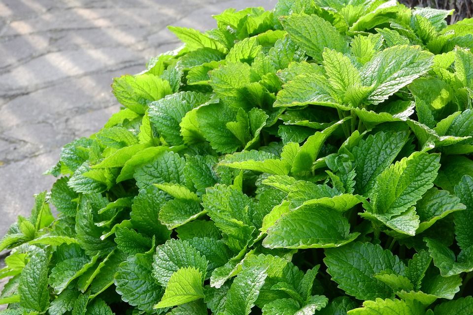 Melisa (Melissa officinalis)