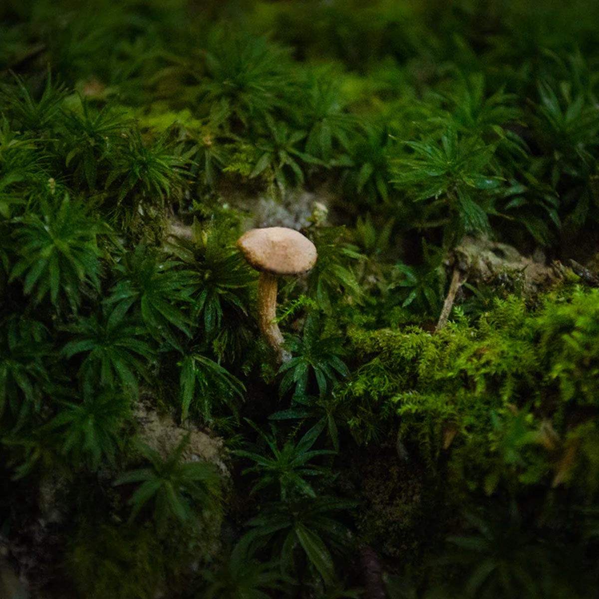 Musgo para jardín: Utilidad y funcionalidad - Sphagnum