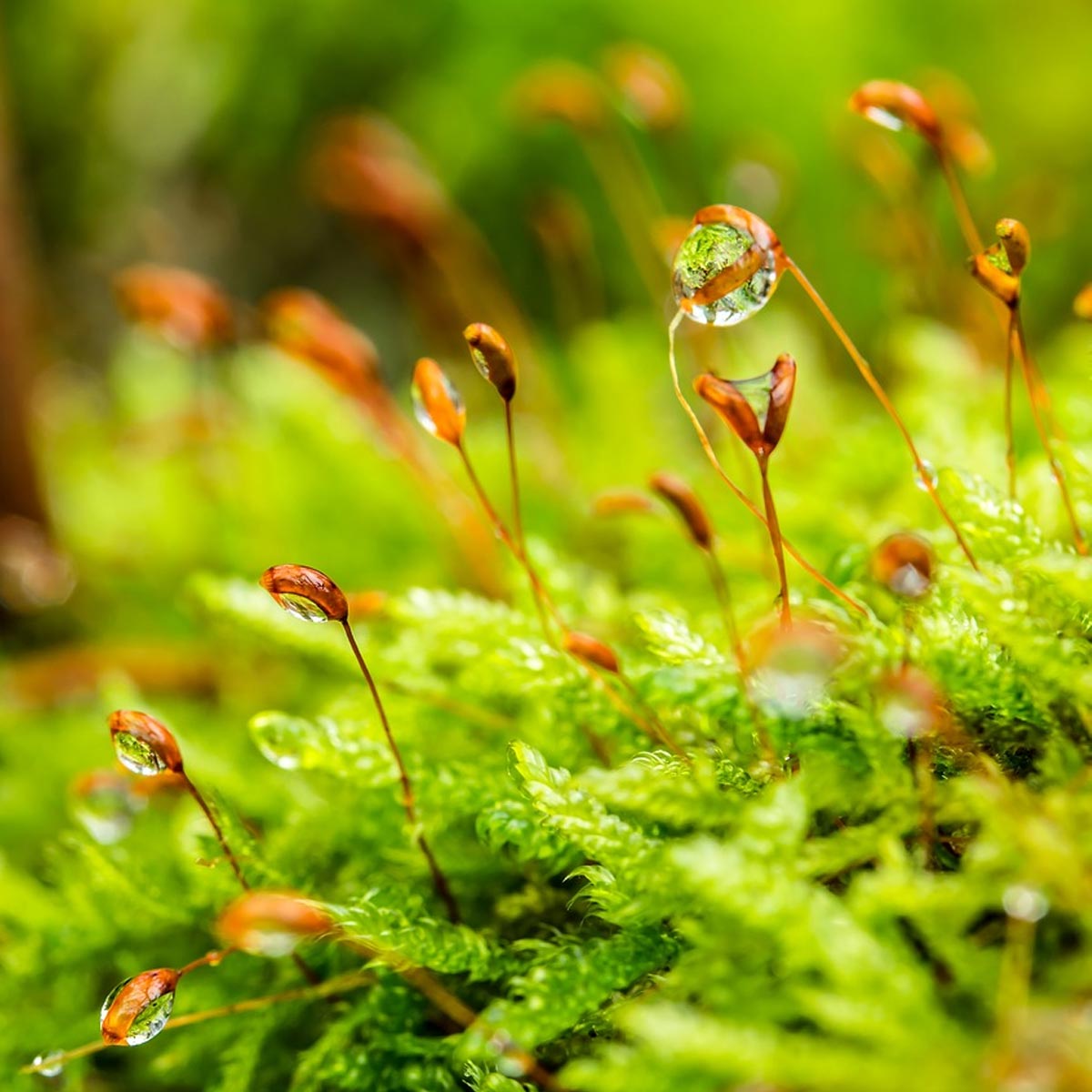 Musgo para jardín: Utilidad y funcionalidad - Tortula muralis