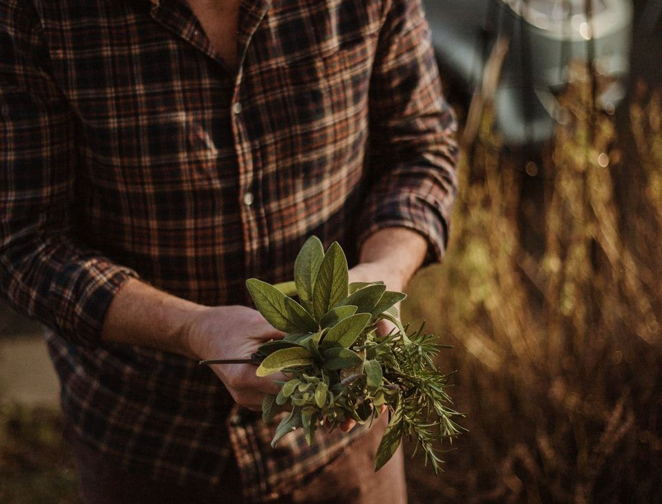 Plantas para un jardín de aromáticas