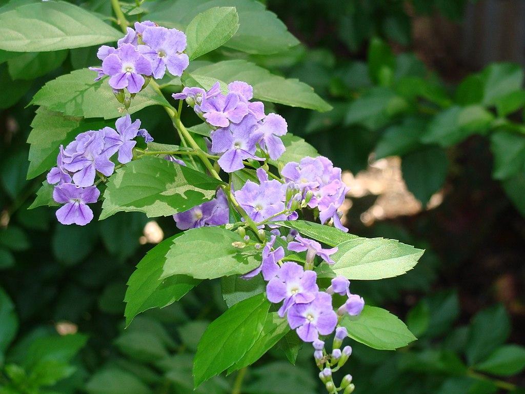 Arbustos perennes para jardines verticales -Tomillo de gato