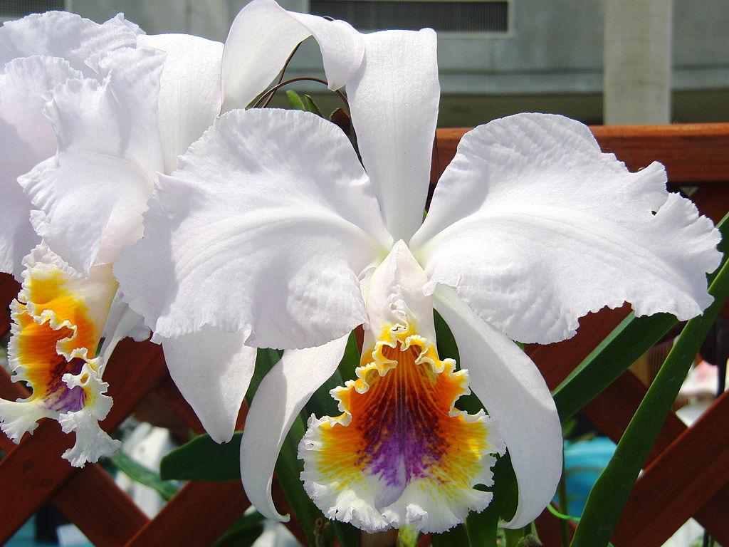 Flor de mayo (Cattleya mossiae)