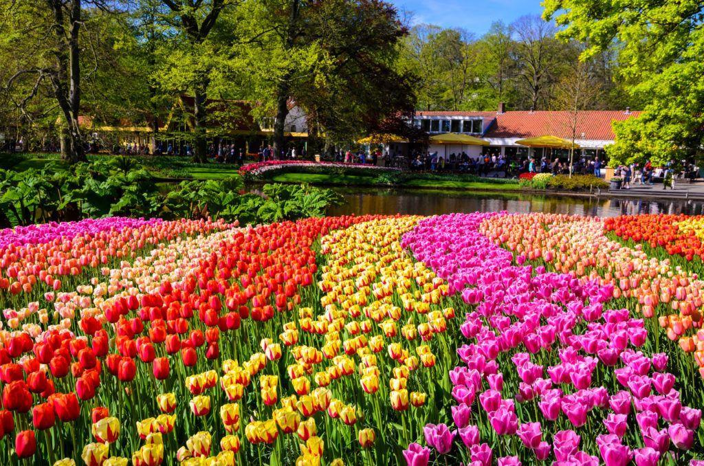 Jardines de Keukenhof 3