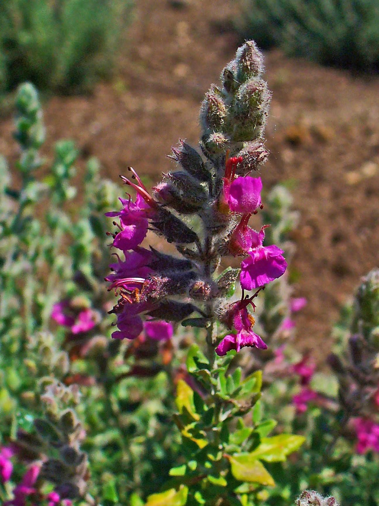 Arbustos perennes para jardines verticales -Tomillo de gato