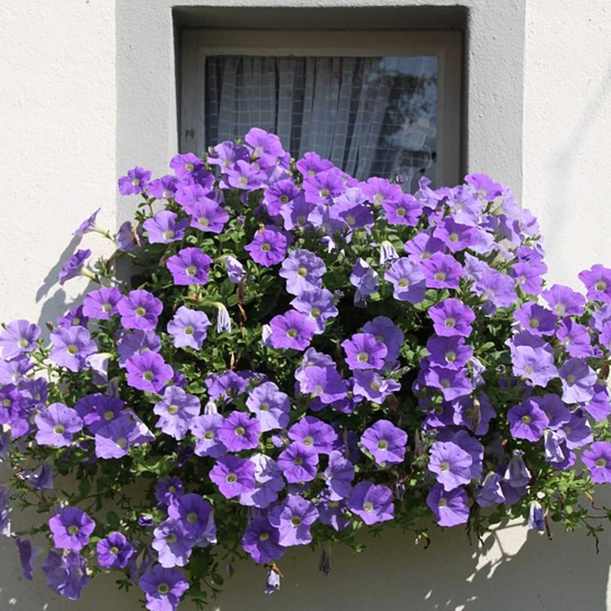 Jardines en balcones: Mejores plantas para crearlos Jardines en balcones: Mejores plantas para crearlos