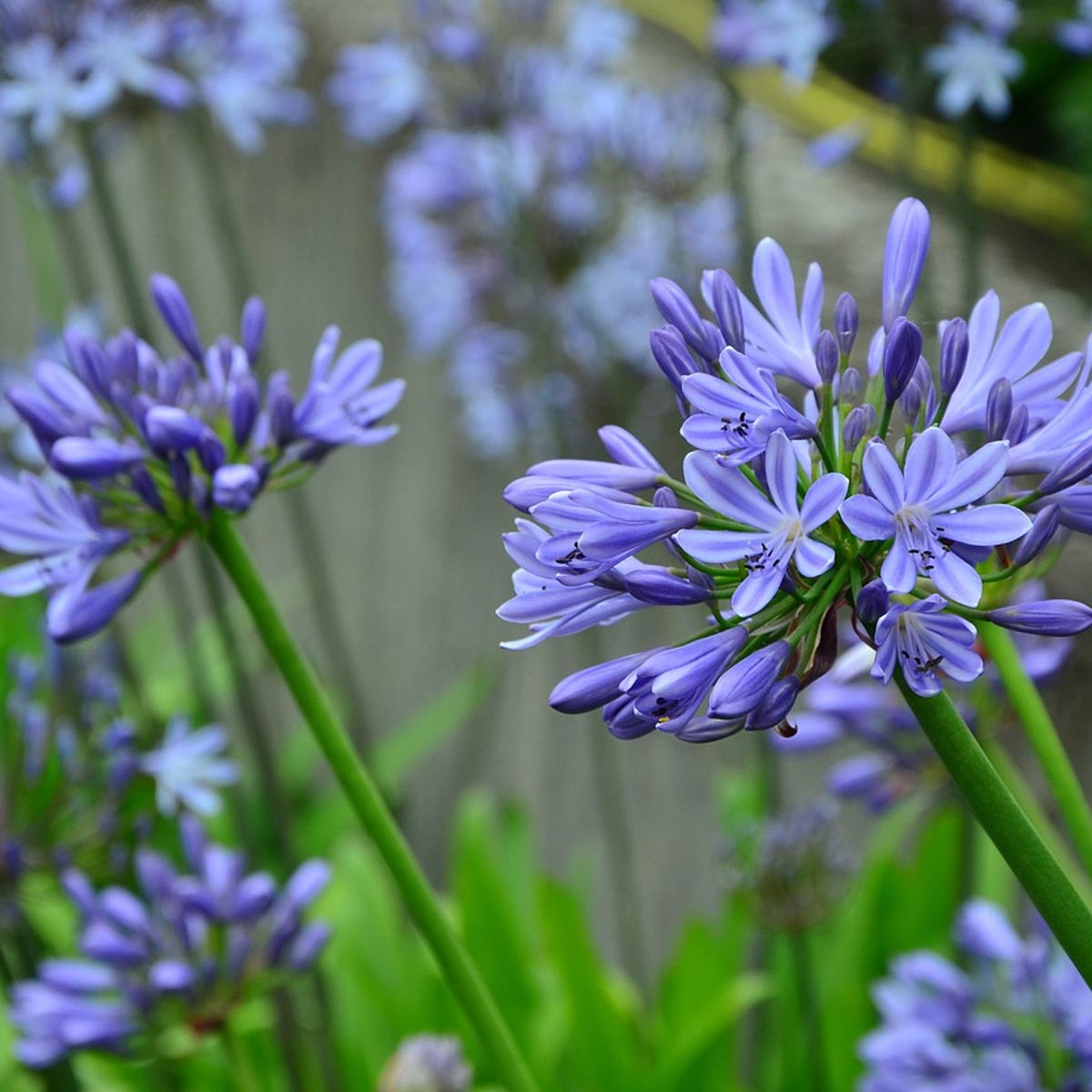 Jardines en balcones: Mejores plantas para crearlos - Agapanto Jardines en balcones: Mejores plantas para crearlos - Agapanto