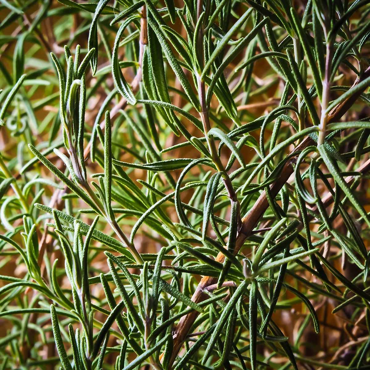 Plantas para diseños en terrazas - Romero Plantas para diseños en terrazas - Romero