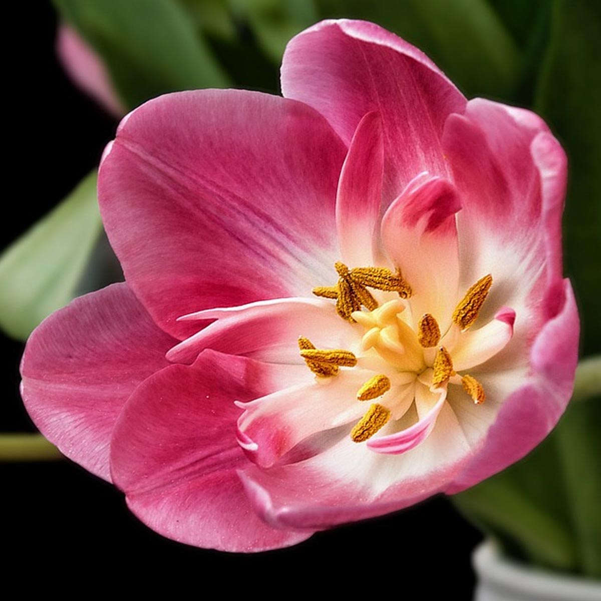 Plantas para diseños en terrazas - Tulipán Plantas para diseños en terrazas - Tulipán
