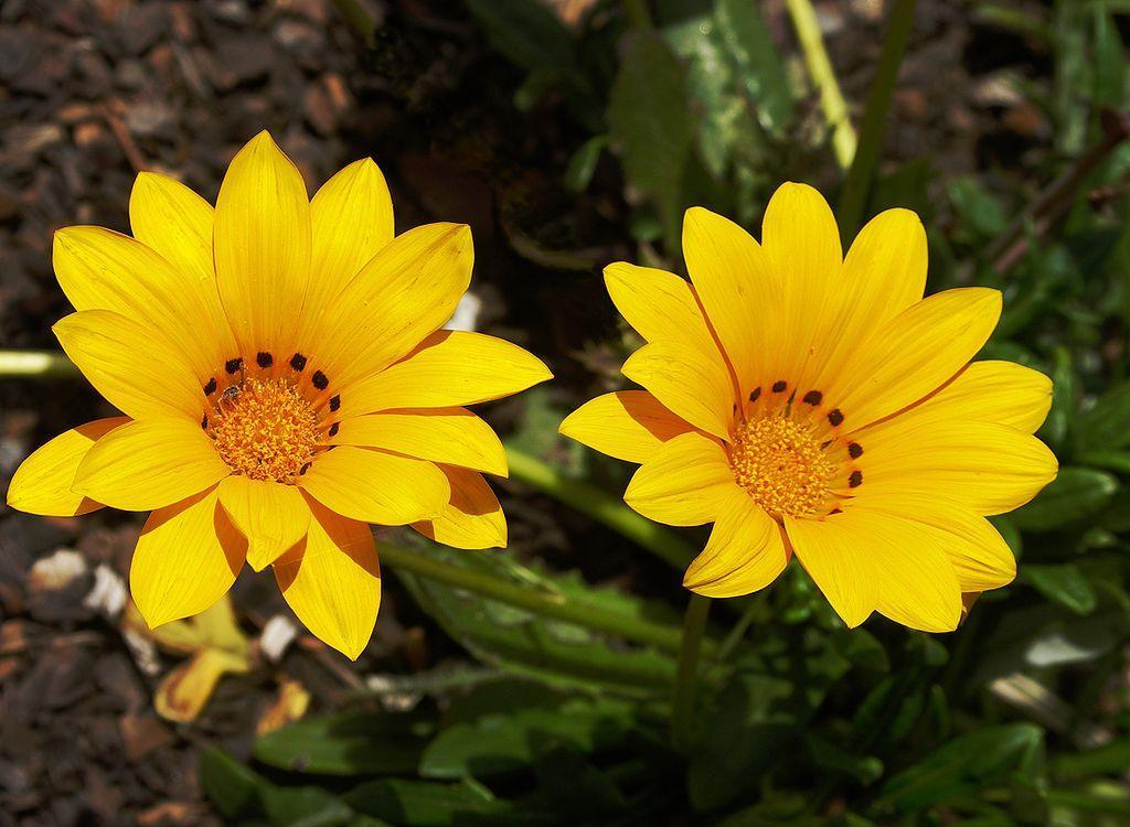 gazania rigens