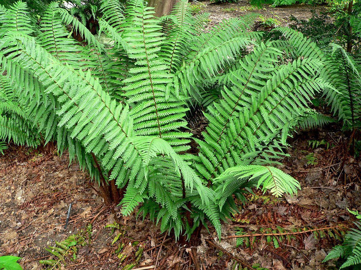 Helechos para jardines ornamentales - Dryopteris wallichiana (Cabeza de chivo)