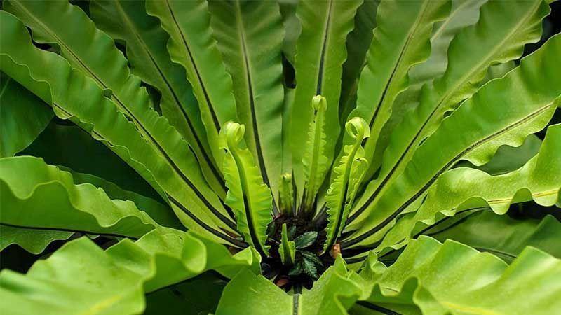 Helechos para jardines ornamentales - Asplenium nidus (Nido de ave)