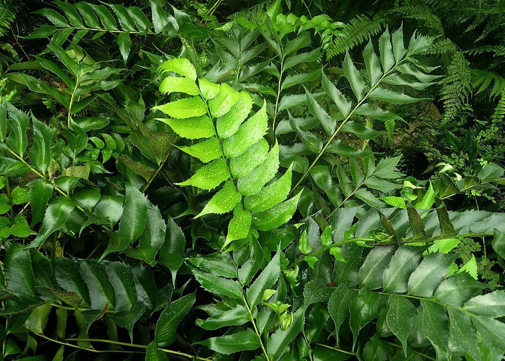 Helechos para jardines ornamentales - Cyrtomium falcatum (Helecho de acebo)