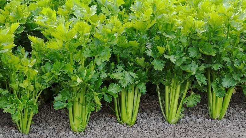 Mejores plantas medicinales para jardines en verano - Apio
