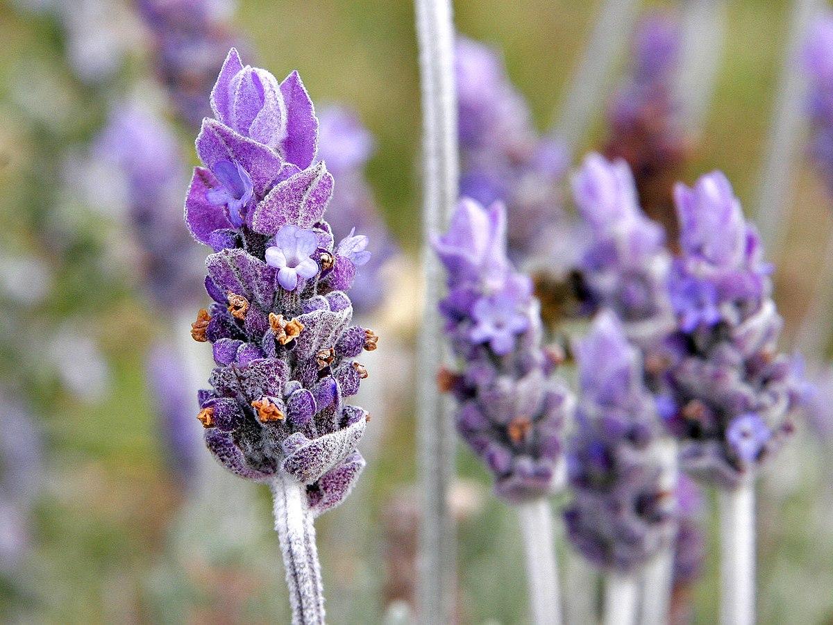 Mejores plantas medicinales para jardines en verano - Lavanda