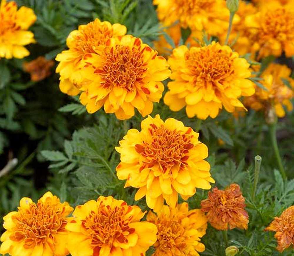 Marigold africana (Tagetes erecta)