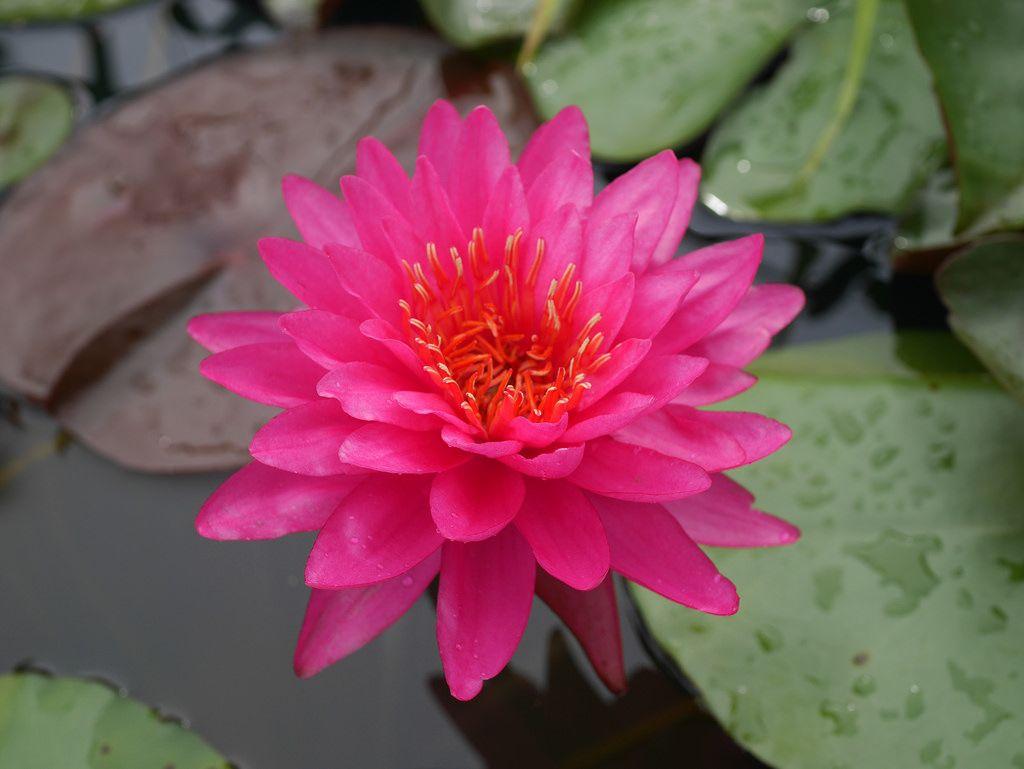 Lirio de agua resistente (Nymphaea razzberry)