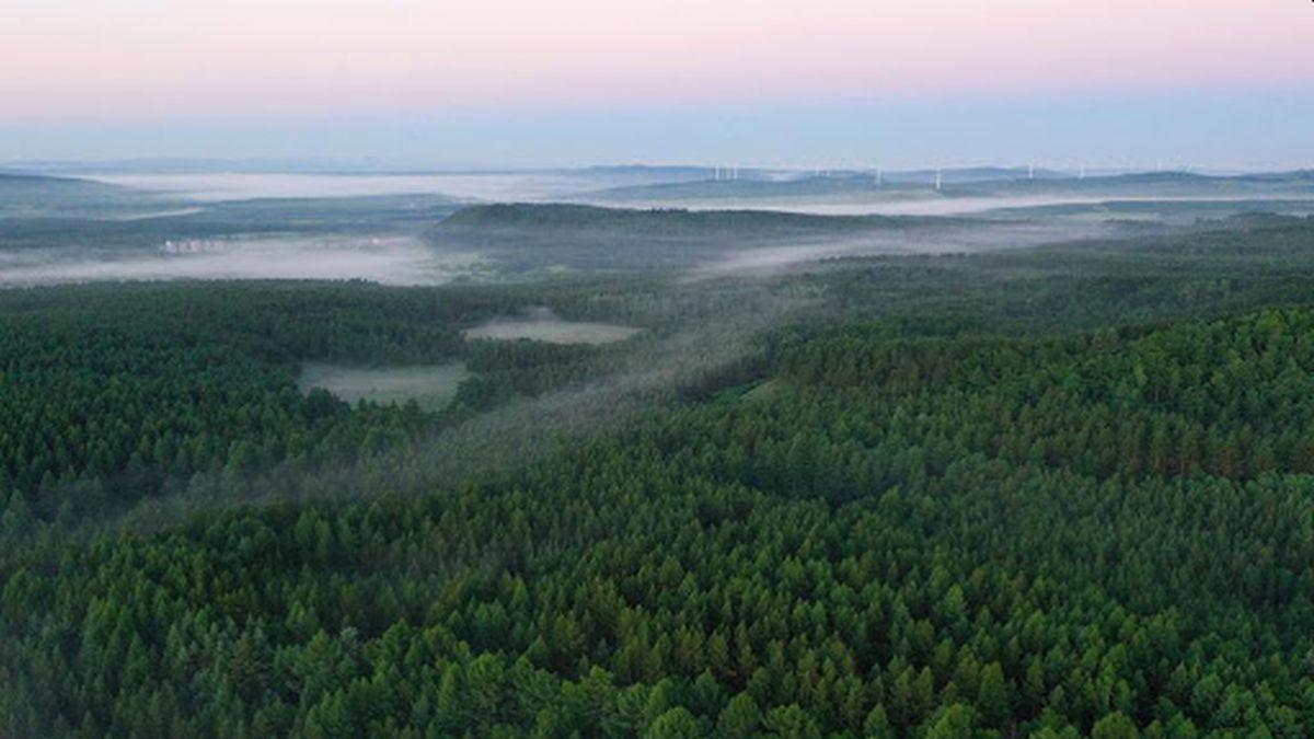 Bosques artificiales en China
