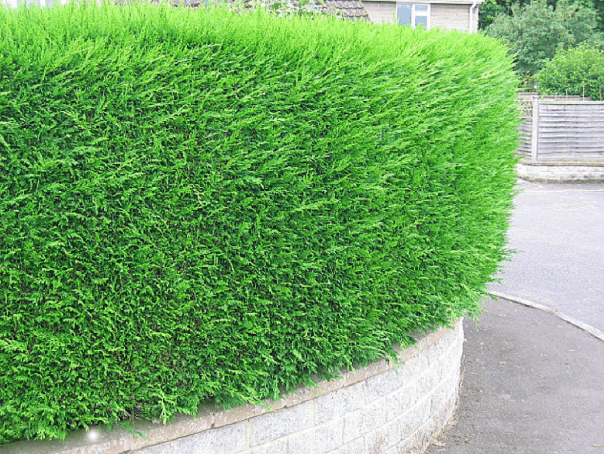 Cupressocyparis leylandii - Arte topiario
