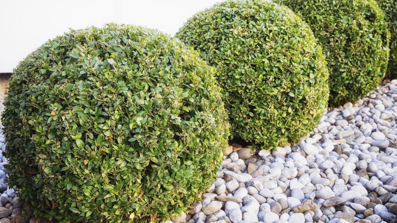Arbustos para jardines topiarios: tipos y cuidados - Aligustre