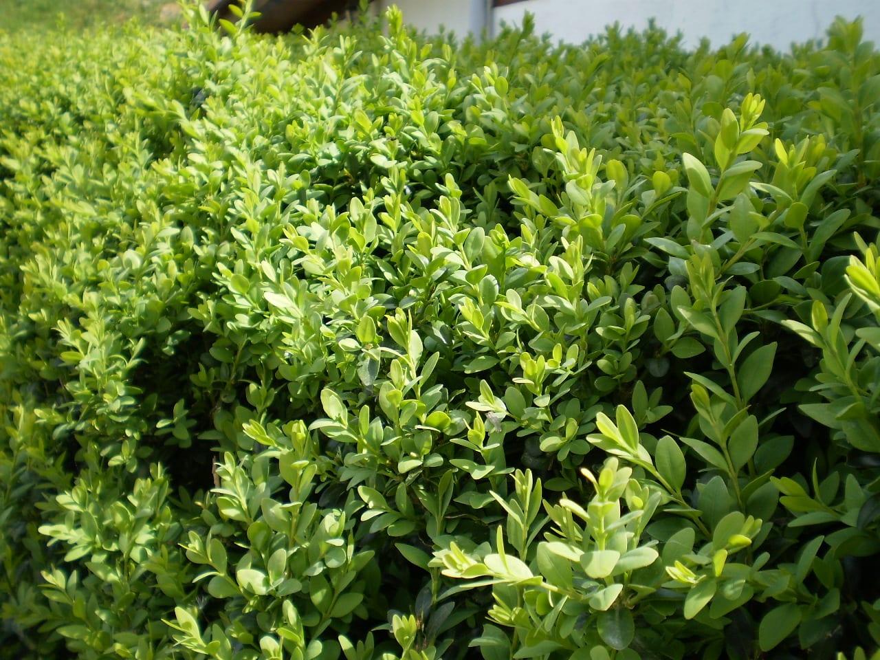Arbustos para jardines topiarios: tipos y cuidados - Buxus