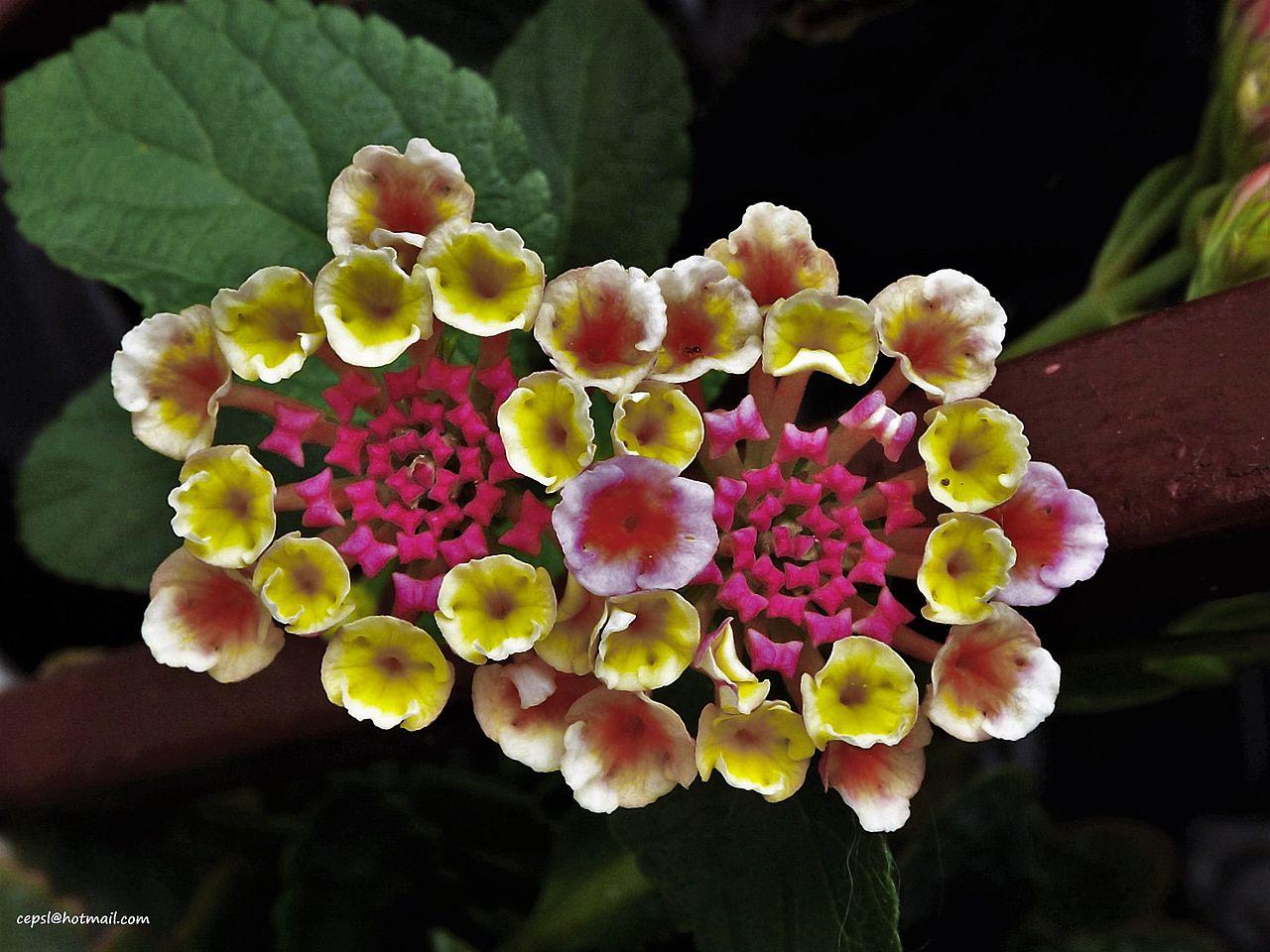 Plantas con flores para el otoño - cariaquito morado