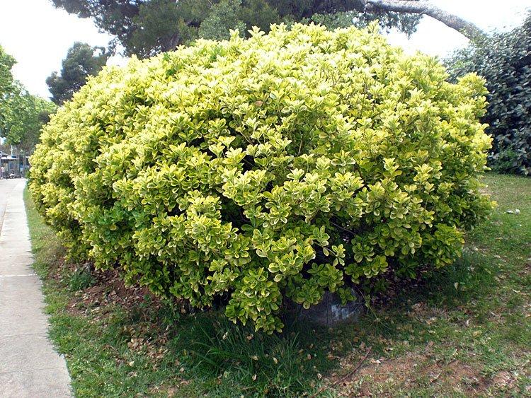 Arbustos para jardines topiarios: tipos y cuidados - Evónimo