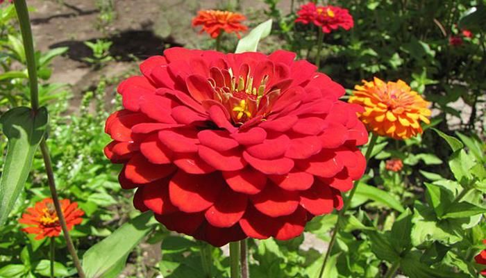 Plantas con flores para el otoño - zinnia