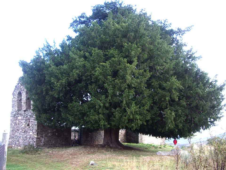 Taxus baccata - Arte topiario