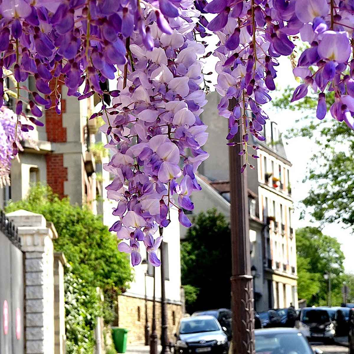 Las mejores plantas para sembrar en diciembre - Wisteria sinensis