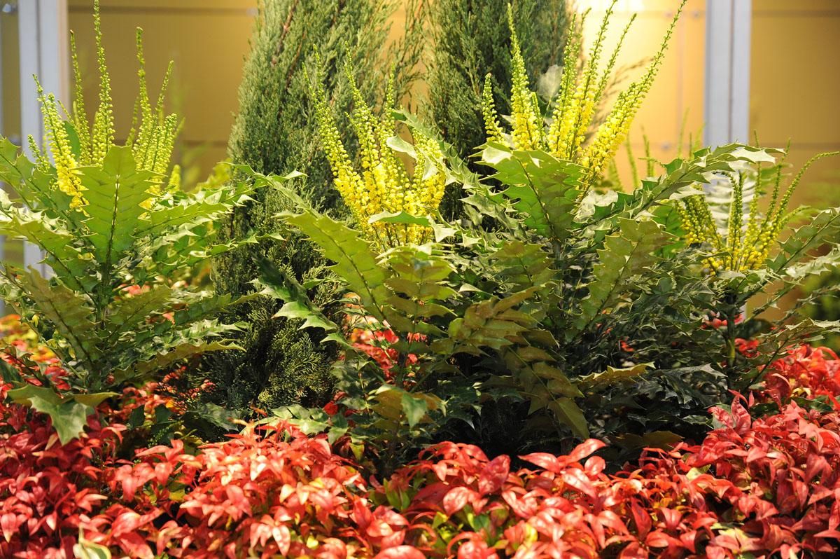 The Flower and Plant Show The Flower and Plant Show 2