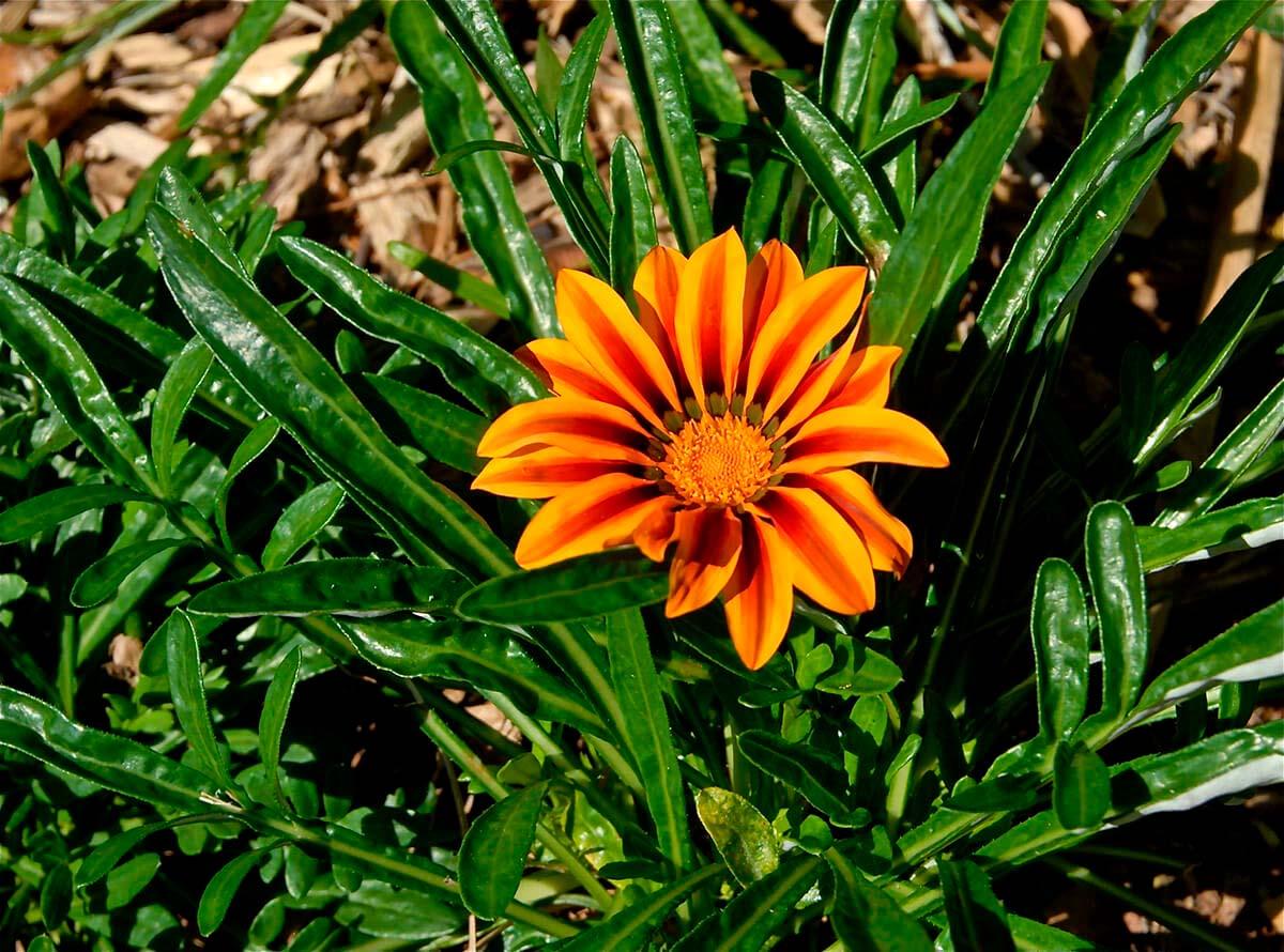 Florida Botanical Gardens- Plantas Nativas