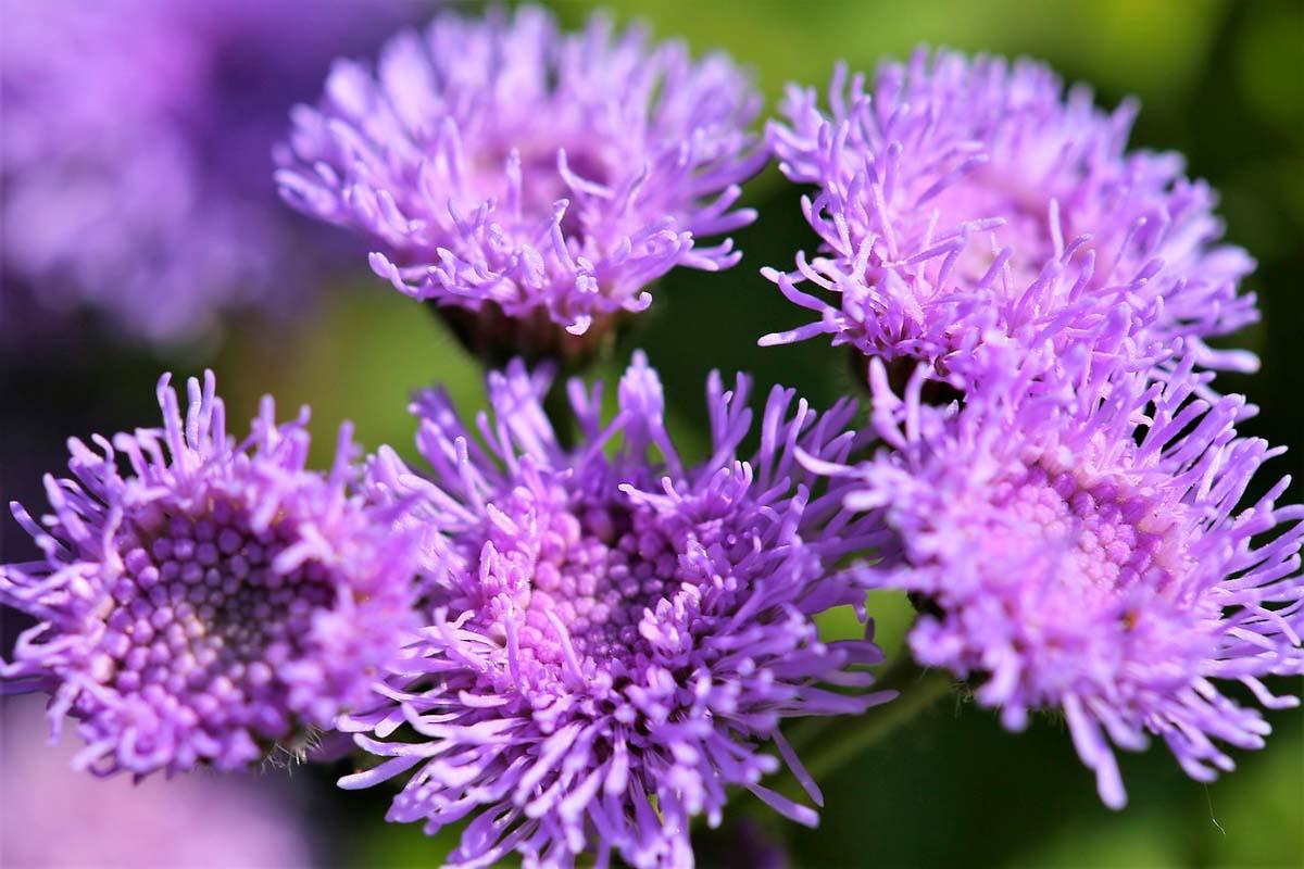 plantas con flores en primavera