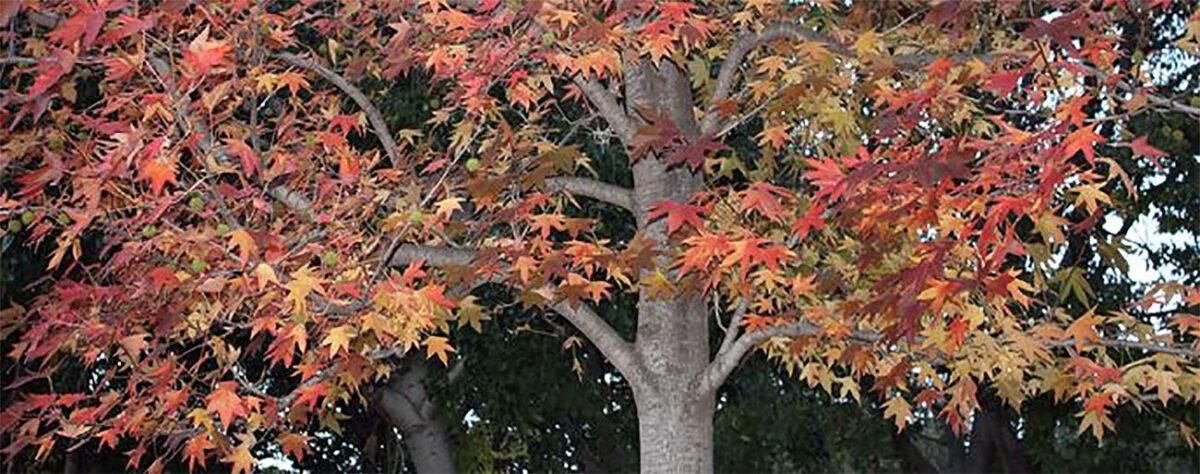 Jardín Botánico Histórico La Concepción -Liquidambar