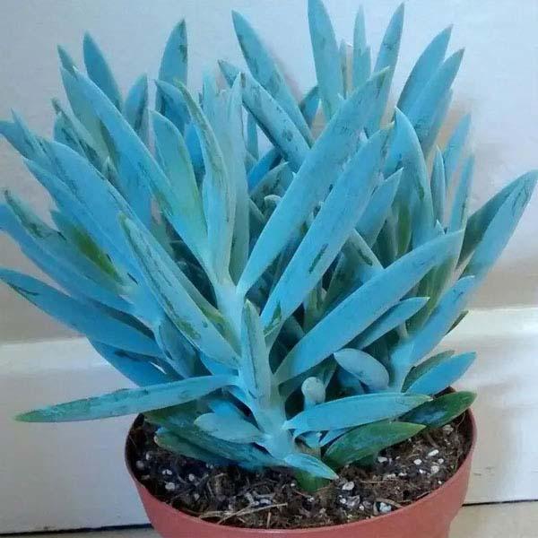 cactus junto al ordenador