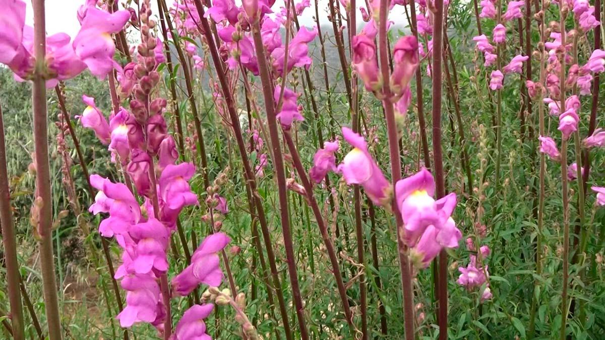 plantas con flores en primavera
