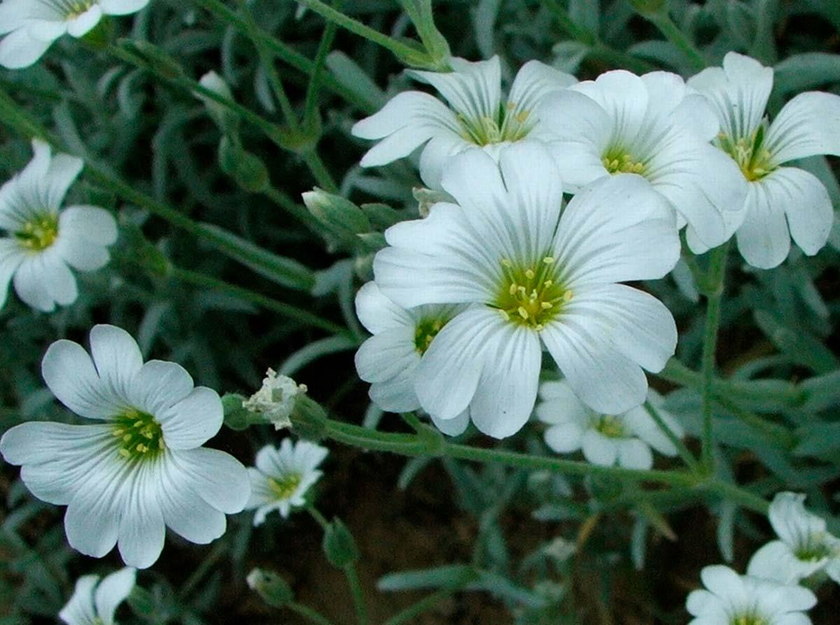 plantas con flores en primavera
