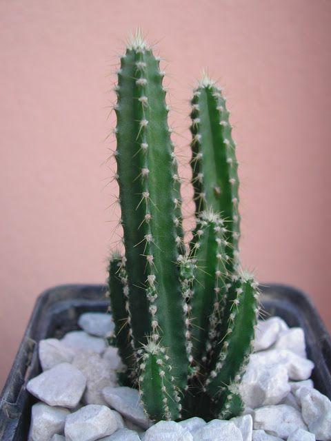 cactus junto al ordenador