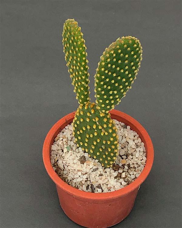 cactus junto al ordenador