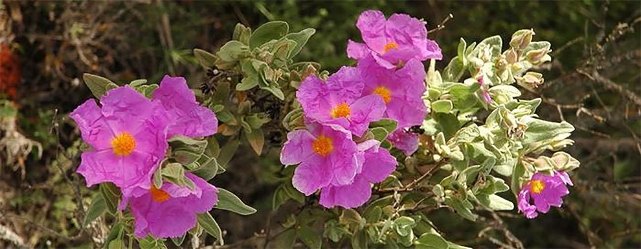 Jardín Botánico Histórico La Concepción - Plantas Mediterraneas