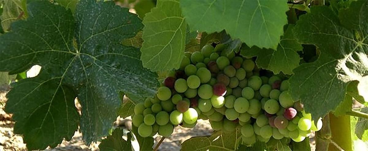 Jardín Botánico Histórico La Concepción - Vites vinifera