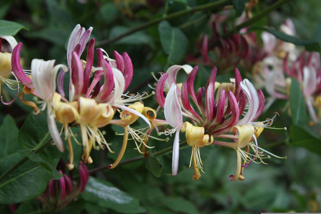 plantas trepadoras